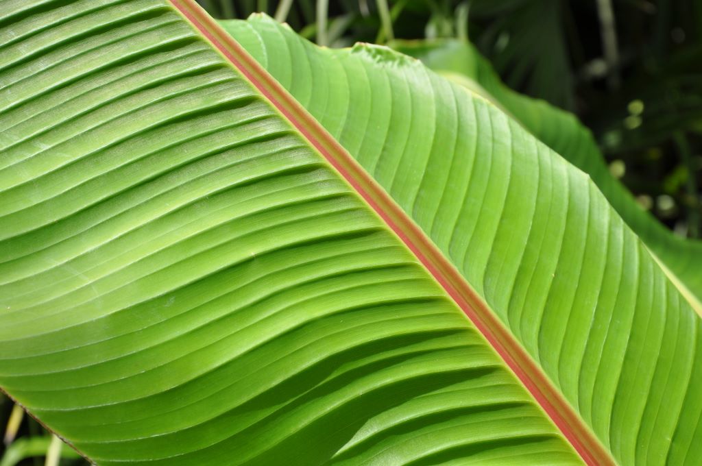 Botanic Gardens, Adelaide, South Australia