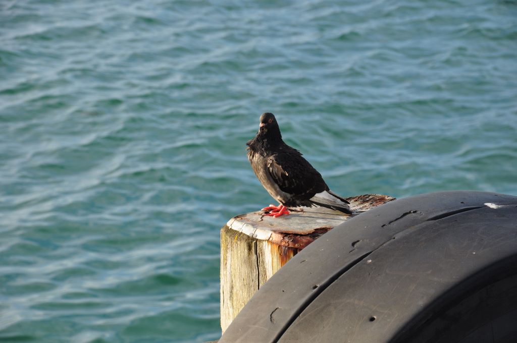 Auckland Wharf, New Zealand.