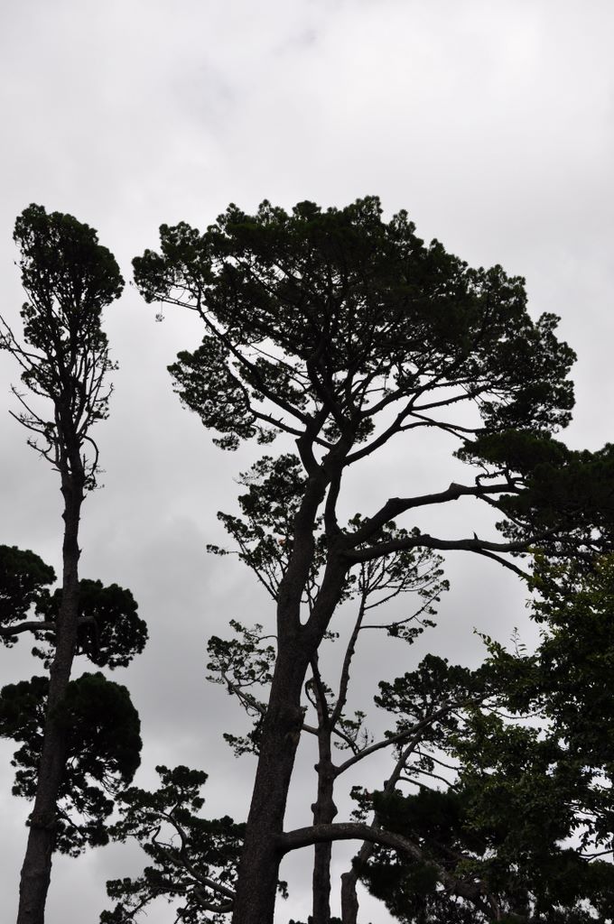 Auckland Domain, New Zealand.