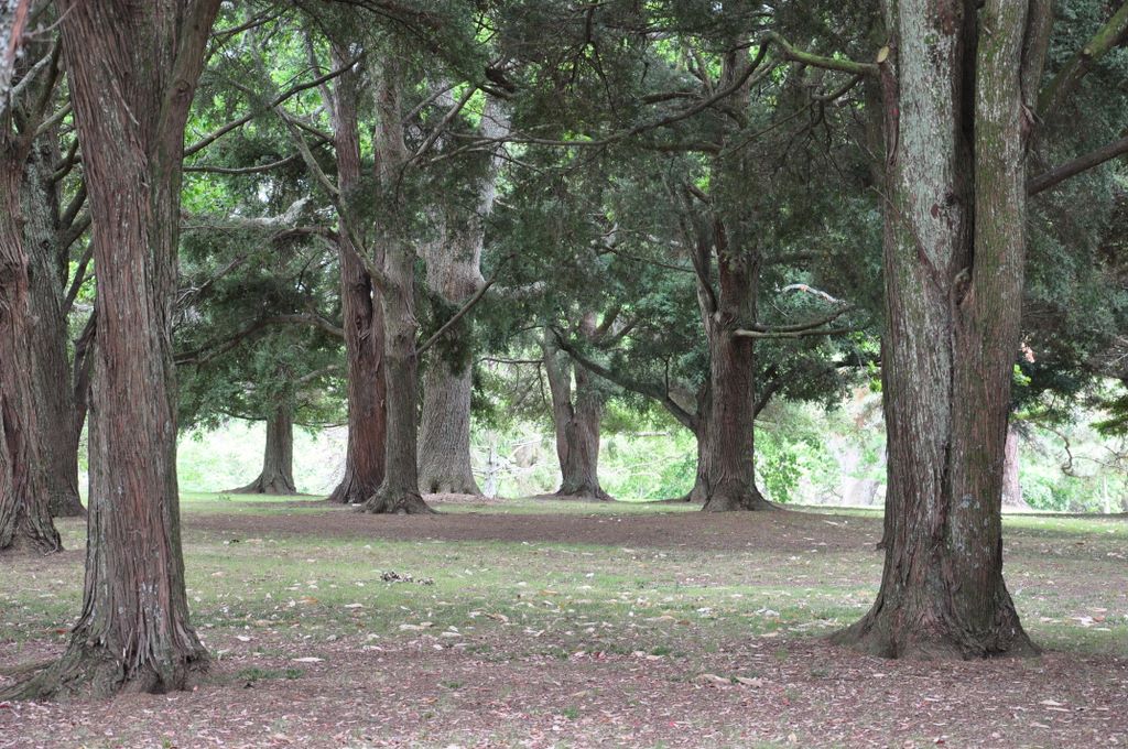 Auckland Domain, New Zealand.