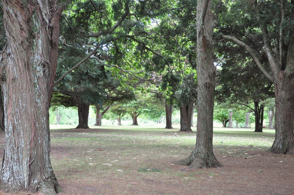 Auckland Domain, New Zealand.