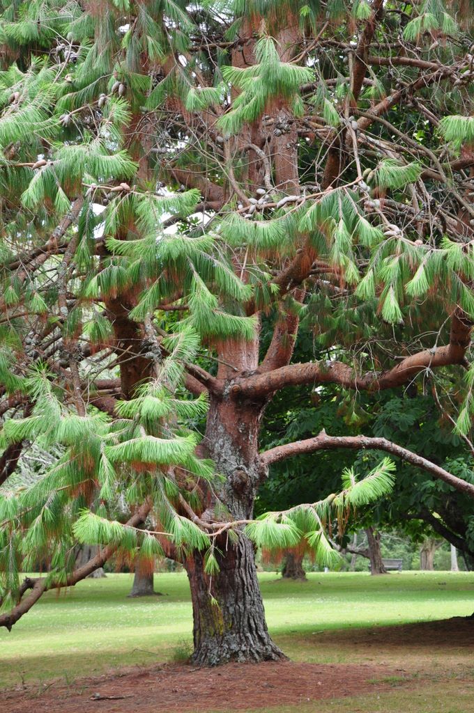 Auckland Domain, New Zealand.