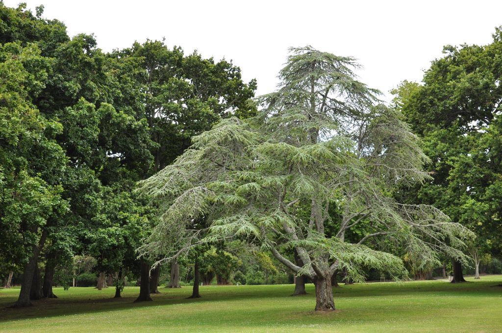 Auckland Domain, New Zealand.
