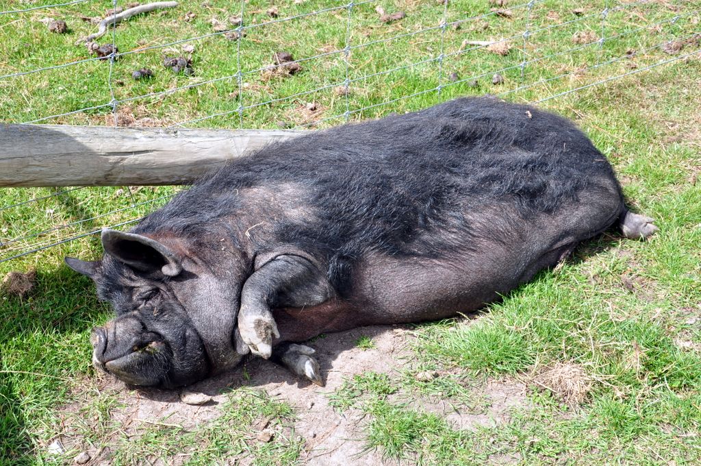 pig