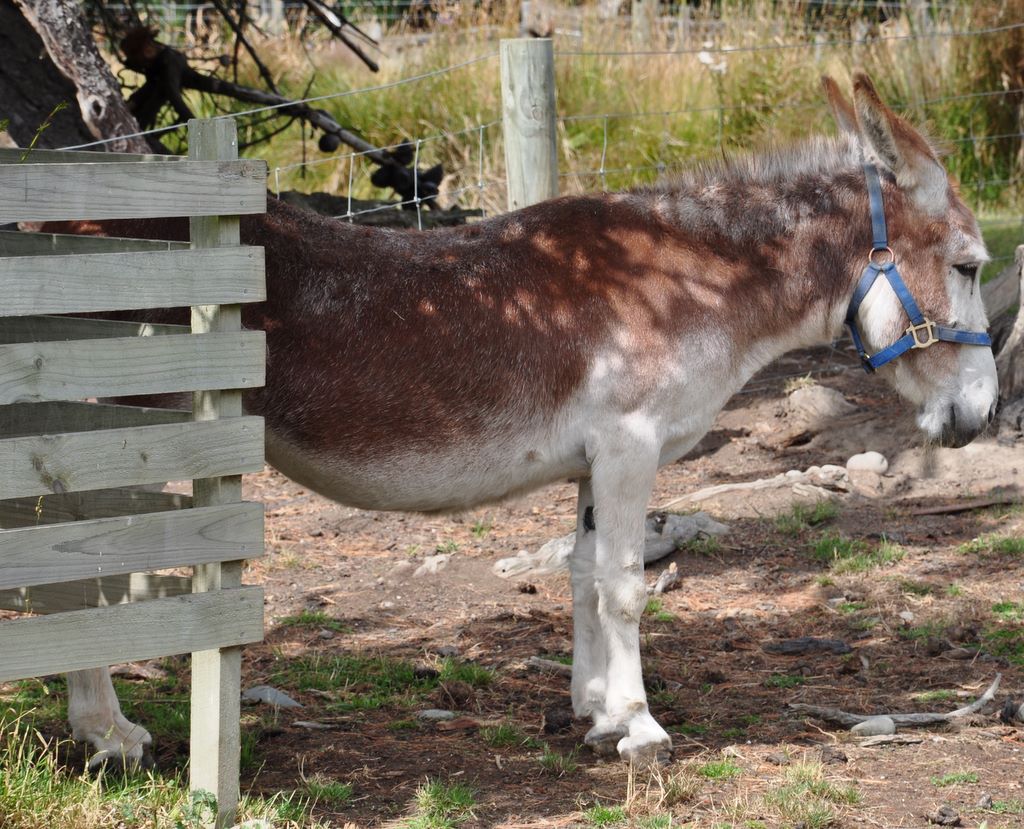 donkey