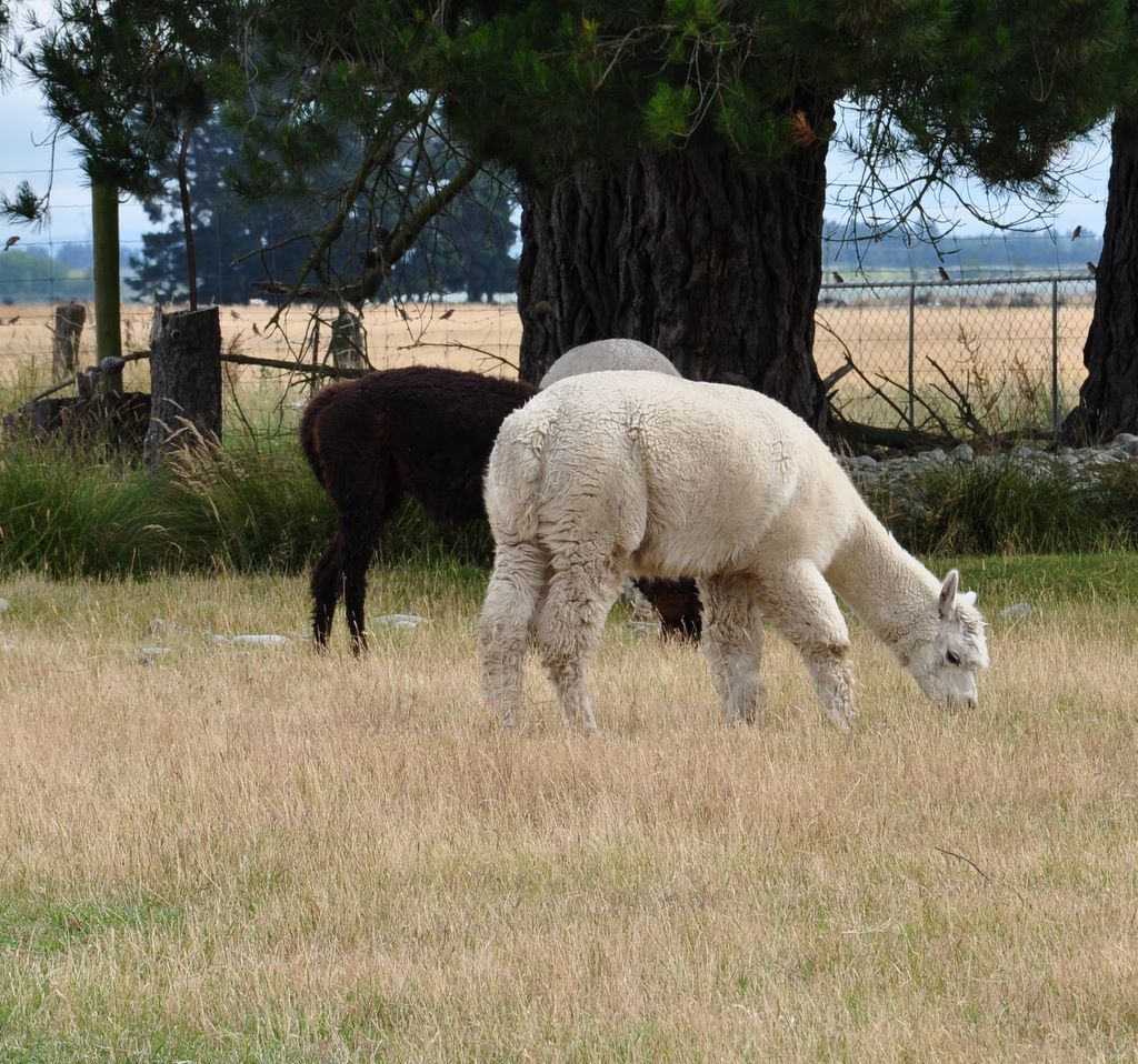alpaca