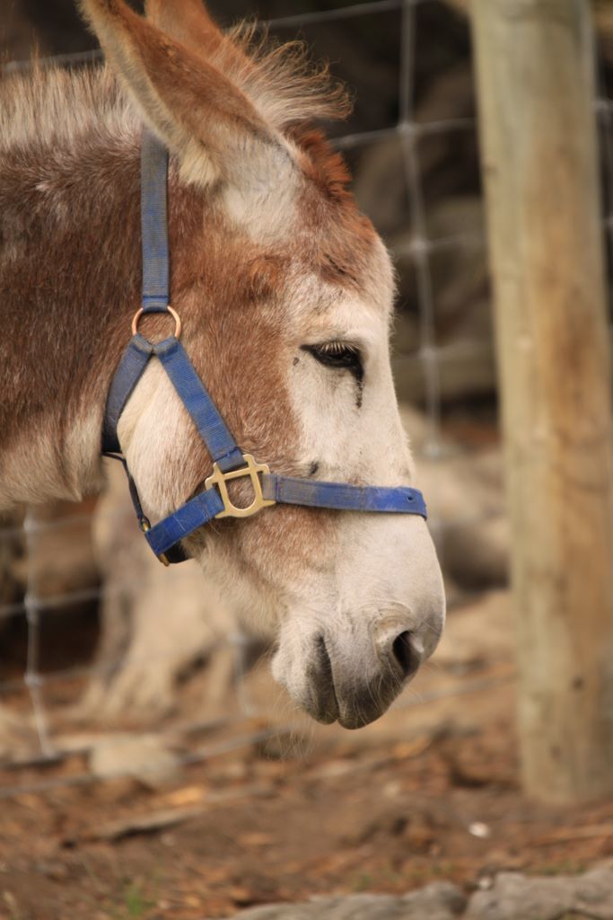 donkey