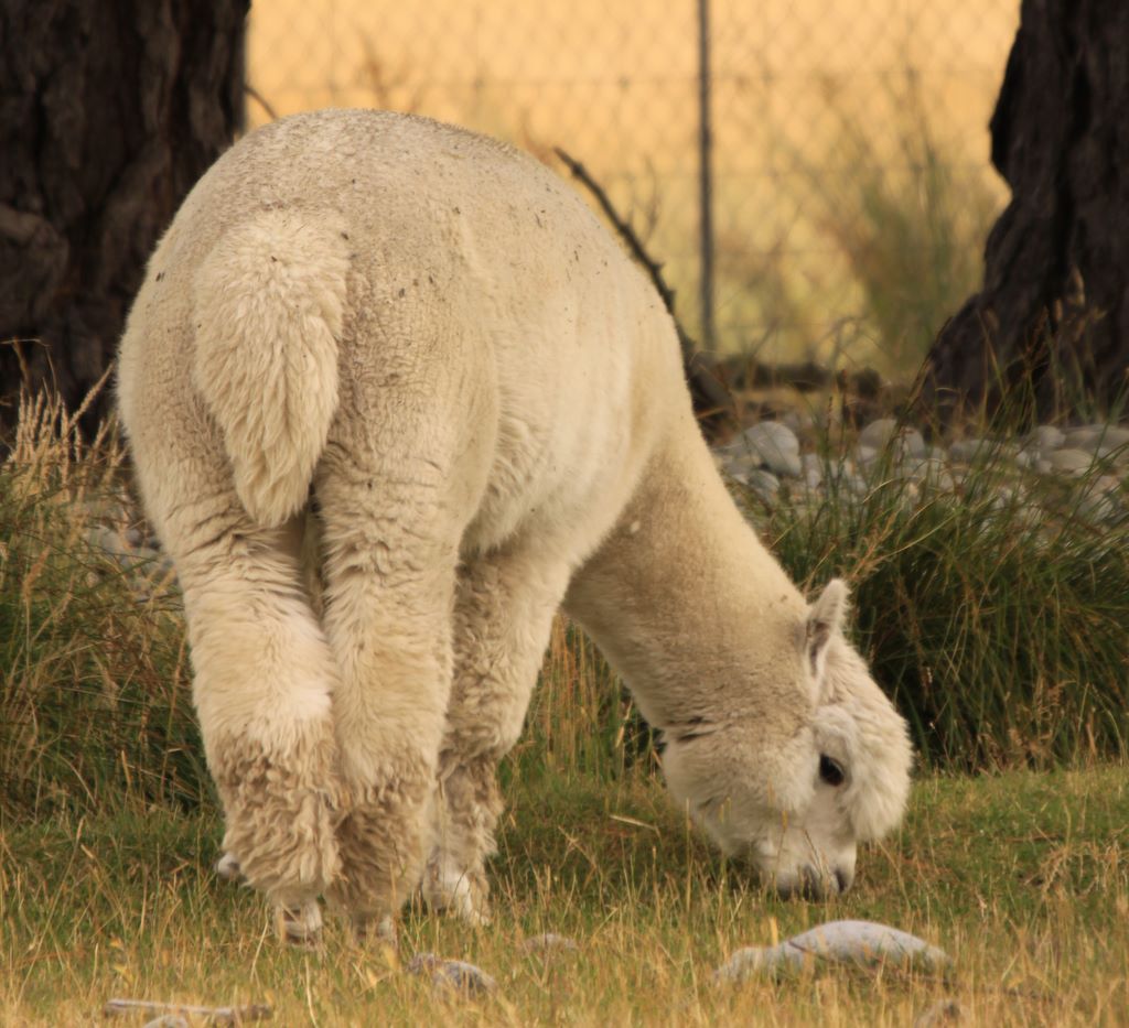 alpaca