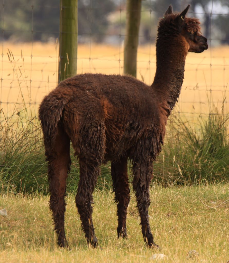 alpaca