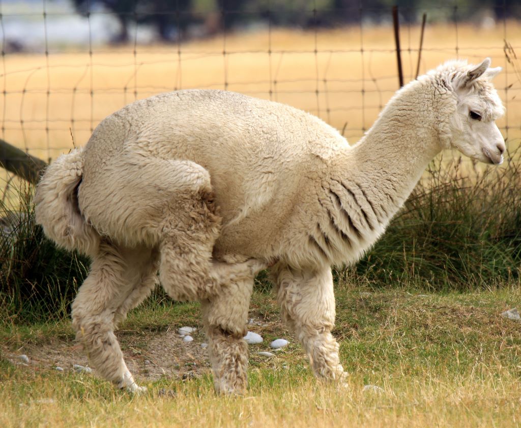 alpaca