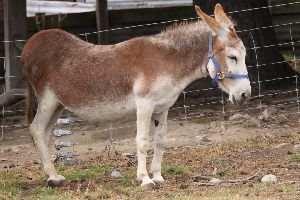 donkey