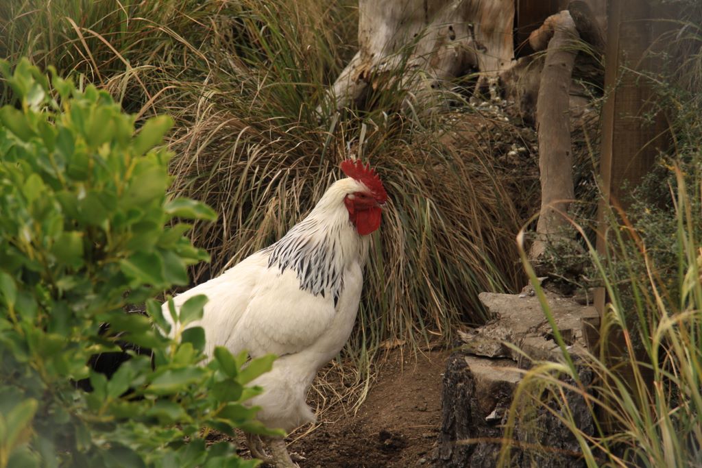 chicken