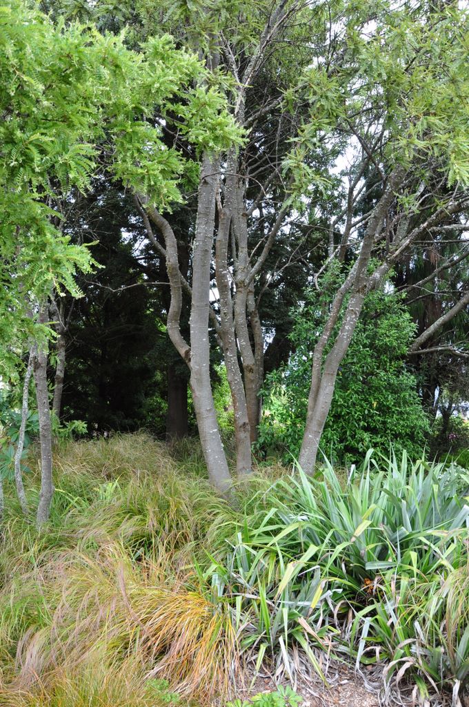 Teanau 