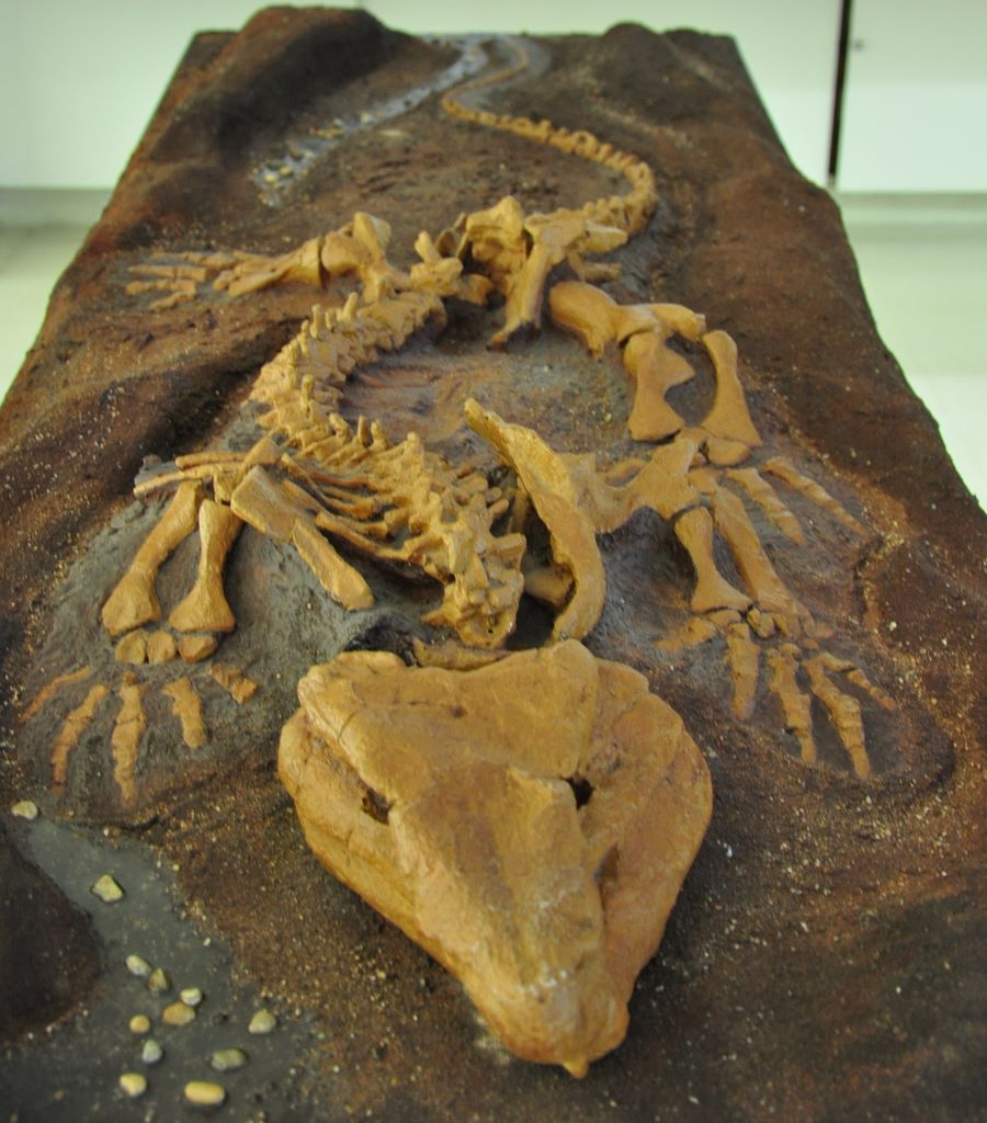 University Museum of Zoology Cambridge, Cambridge, UK.