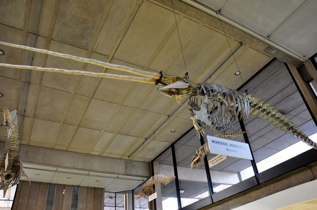 University Museum of Zoology Cambridge, Cambridge, UK.