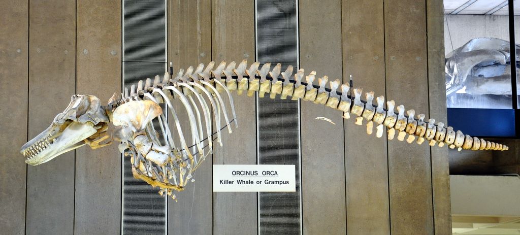 University Museum of Zoology Cambridge, Cambridge, UK.