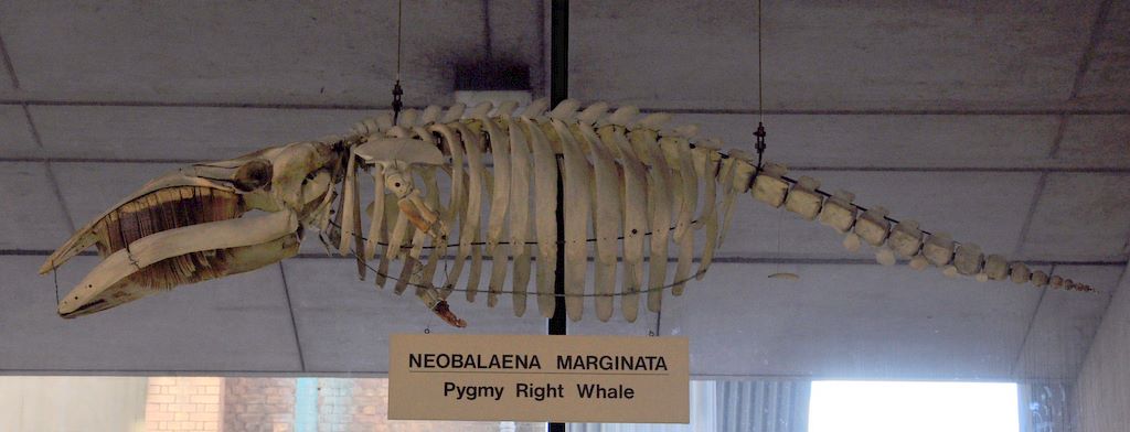 University Museum of Zoology Cambridge, Cambridge, UK.