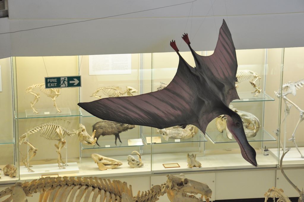 University Museum of Zoology Cambridge, Cambridge, UK.