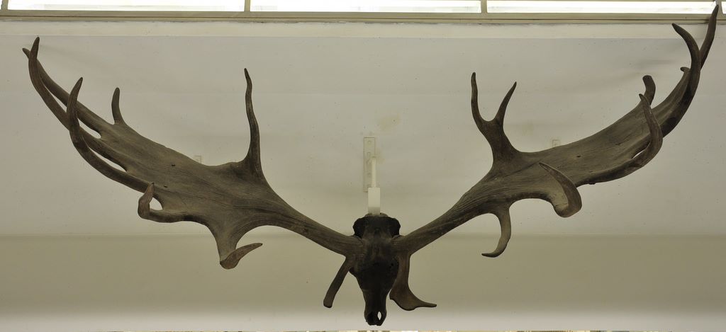 University Museum of Zoology Cambridge, Cambridge, UK.