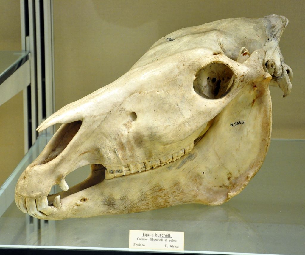 University Museum of Zoology Cambridge, Cambridge, UK.
