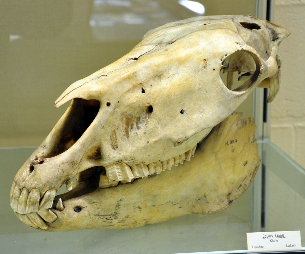 University Museum of Zoology Cambridge, Cambridge, UK.