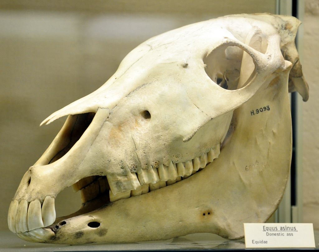 University Museum of Zoology Cambridge, Cambridge, UK.