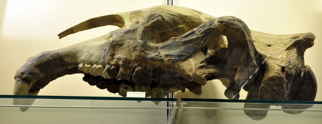 University Museum of Zoology Cambridge, Cambridge, UK.