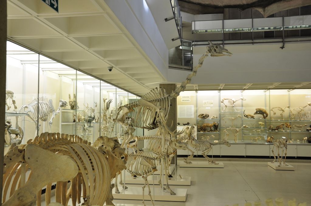 University Museum of Zoology Cambridge, Cambridge, UK.