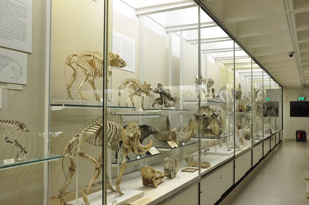 University Museum of Zoology Cambridge, Cambridge, UK.
