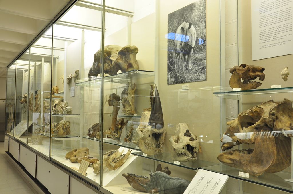 University Museum of Zoology Cambridge, Cambridge, UK.