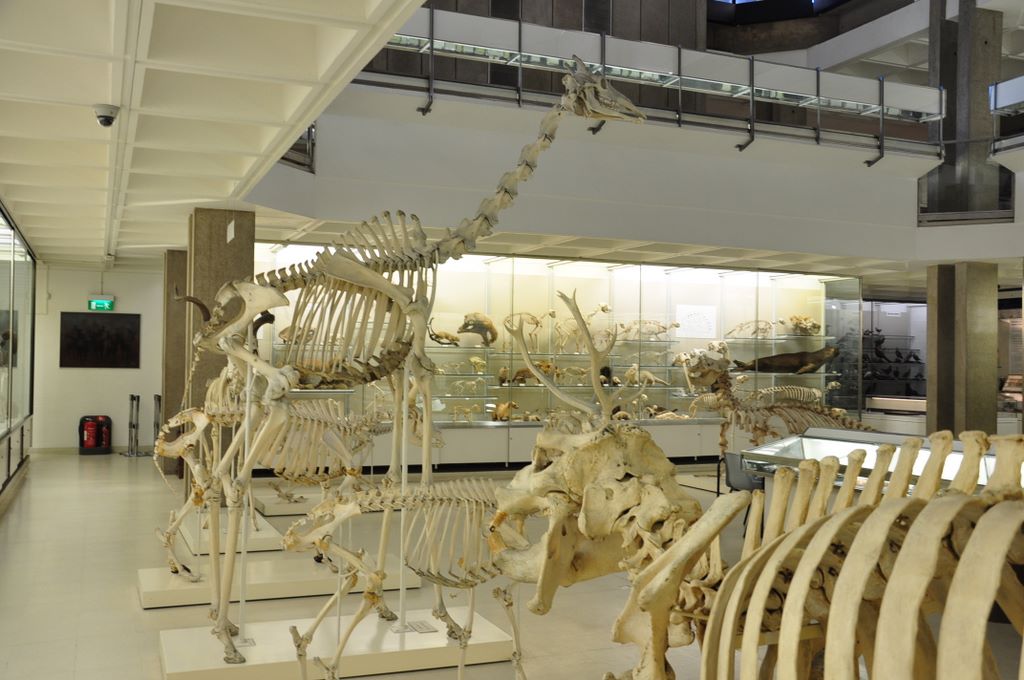 University Museum of Zoology Cambridge, Cambridge, UK.