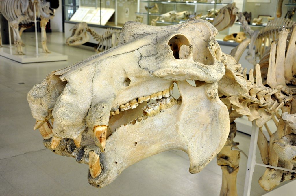 University Museum of Zoology Cambridge, Cambridge, UK.