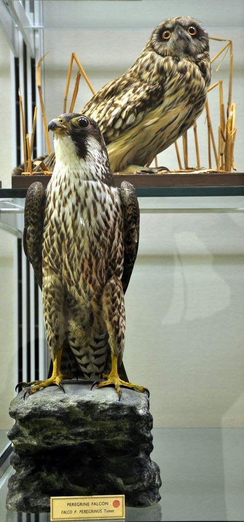 University Museum of Zoology Cambridge, Cambridge, UK.