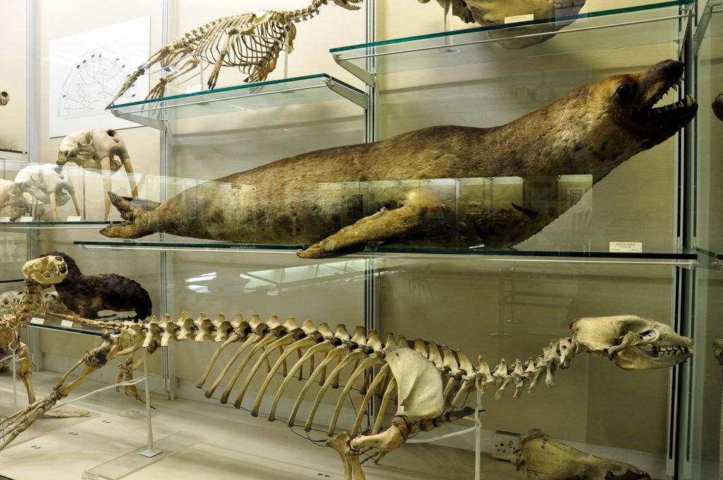 University Museum of Zoology Cambridge, Cambridge, UK.