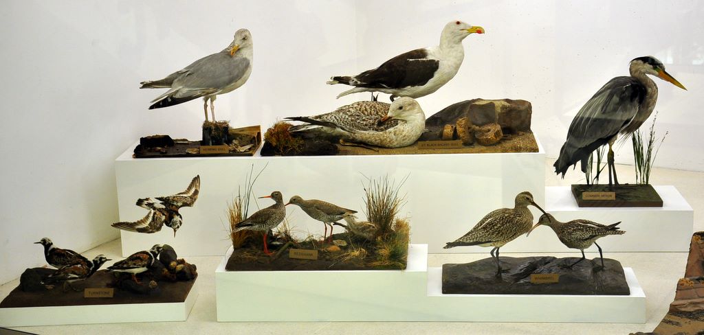 University Museum of Zoology Cambridge, Cambridge, UK.