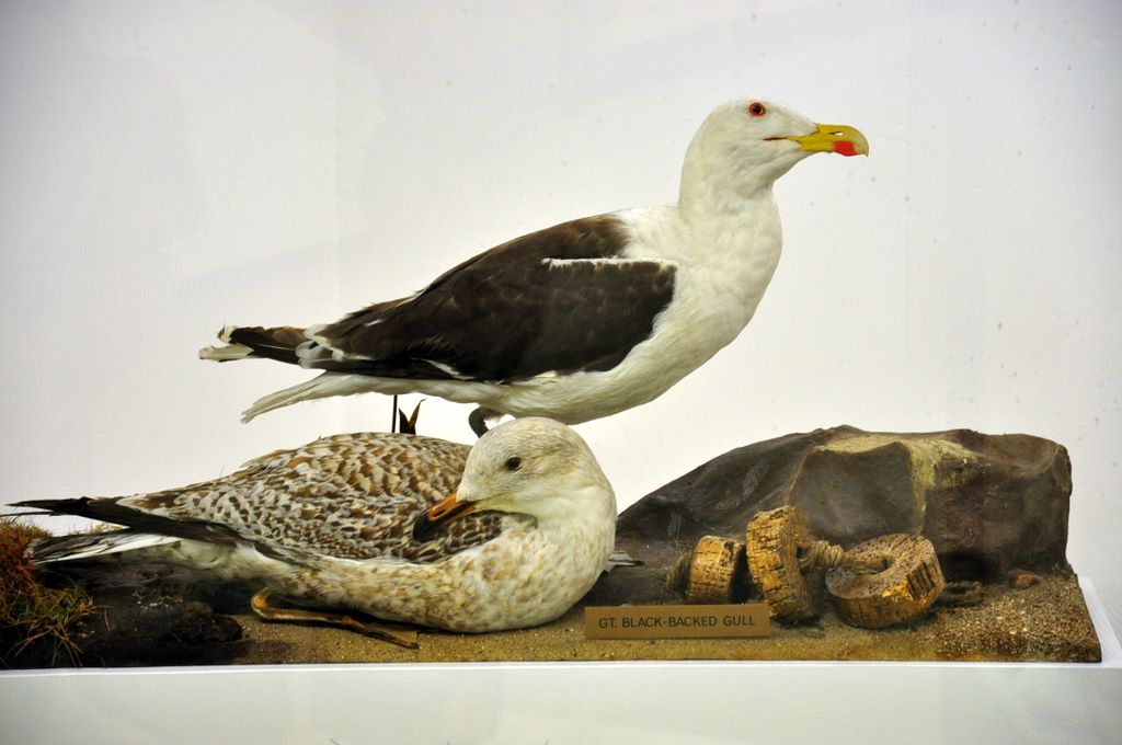 University Museum of Zoology Cambridge, Cambridge, UK.