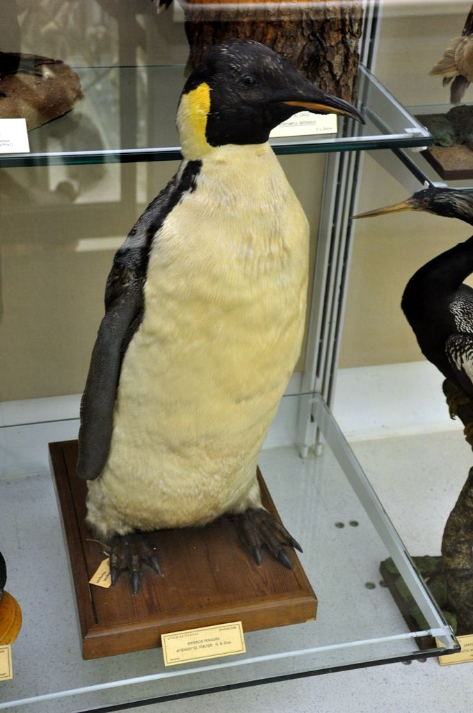 University Museum of Zoology Cambridge, Cambridge, UK.