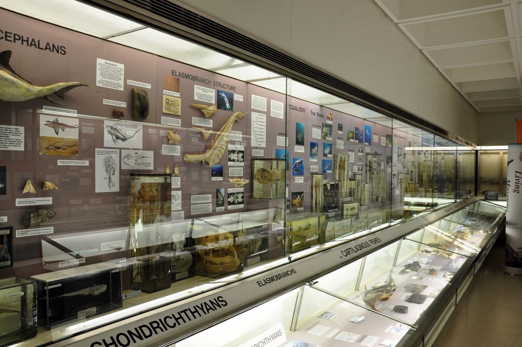 University Museum of Zoology Cambridge, Cambridge, UK.