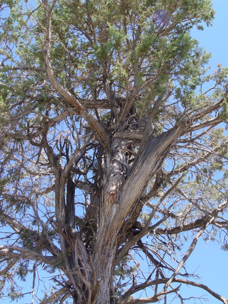 Mesa Verde National Park, Colorado, USA.