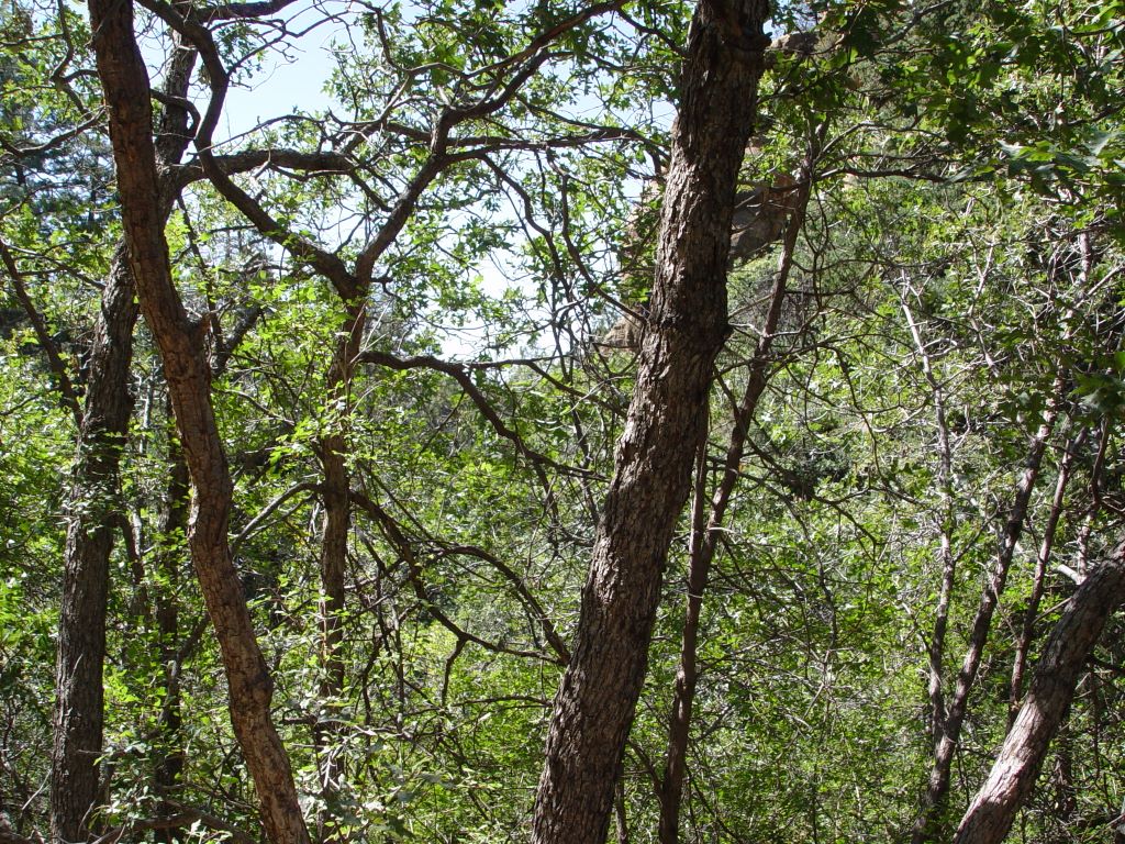 Mesa Verde National Park, Colorado, USA.