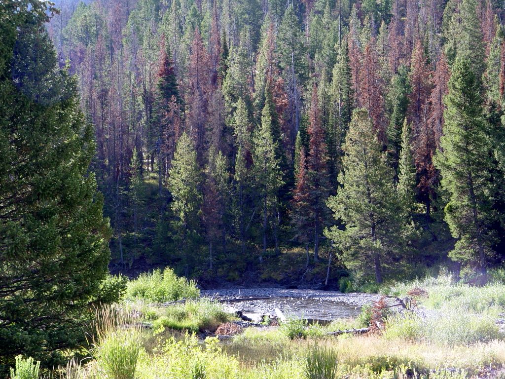 Yellowstone National Park, Wyoming, USA.