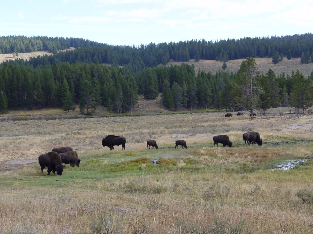 Yellowstone National Park, Wyoming, USA.