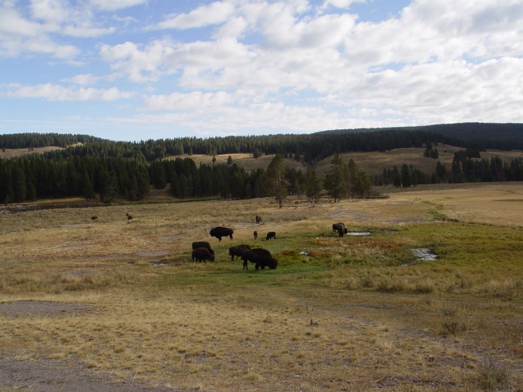 Yellowstone National Park, Wyoming, USA.