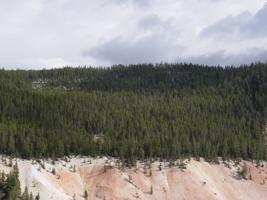 Yellowstone National Park, Wyoming, USA.