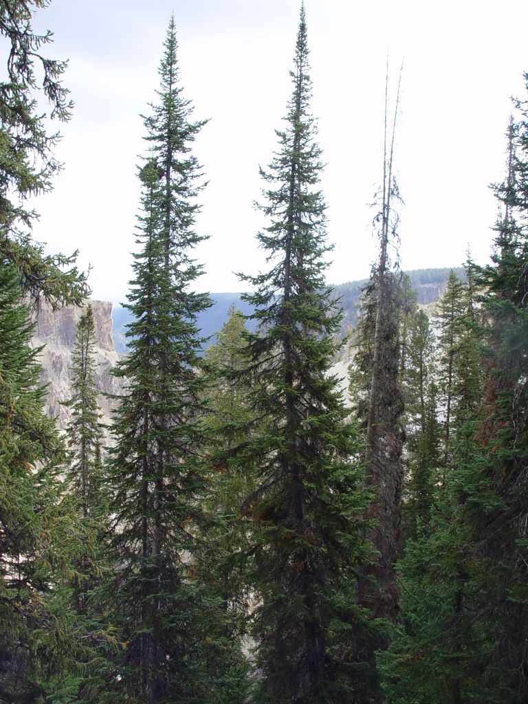 Yellowstone National Park, Wyoming, USA.