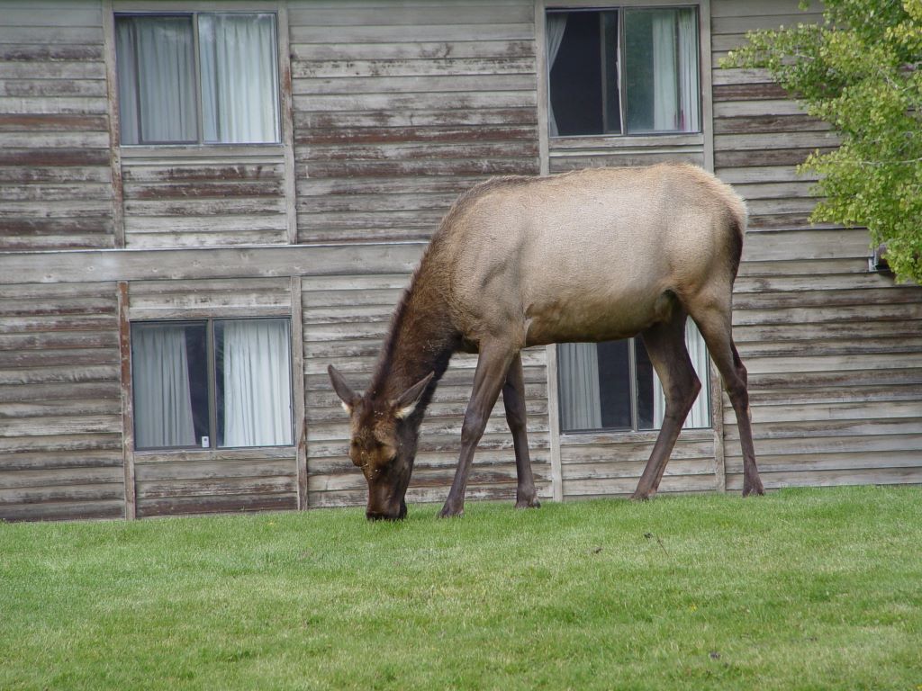 Yellowstone National Park, Wyoming, USA.